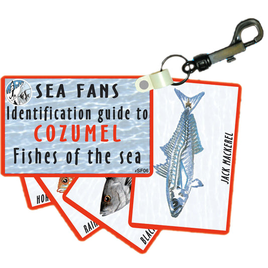 Cozumel Fish ID Cards